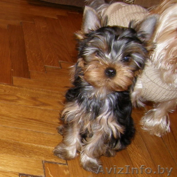 Щенки йоркширского терьера - Изображение #1, Объявление #22012