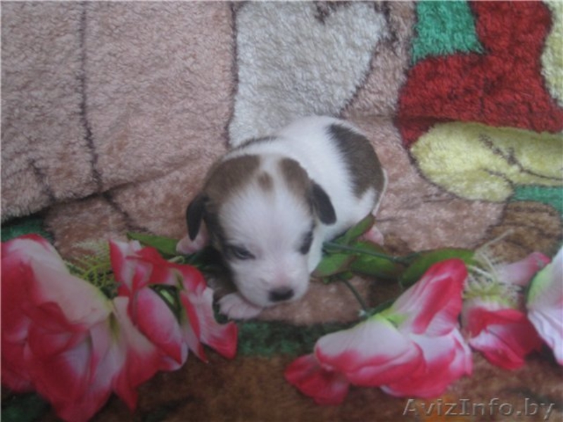 Щенки джек рассел терьера - Изображение #1, Объявление #24347