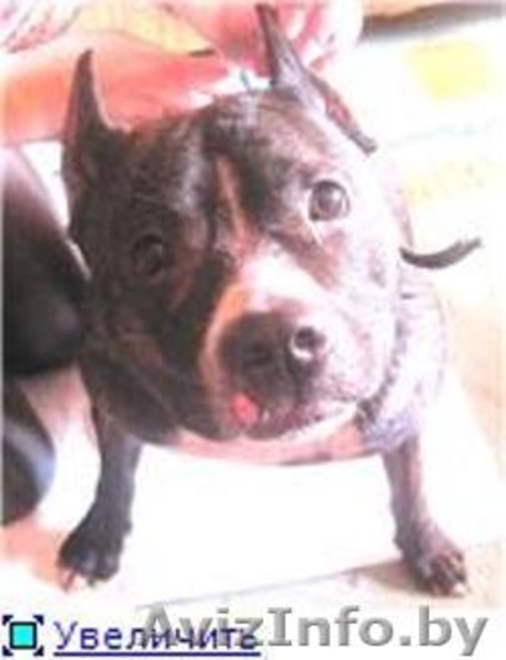 Девочка тигровая, молодая предположительно до 4 лет - Изображение #1, Объявление #21142