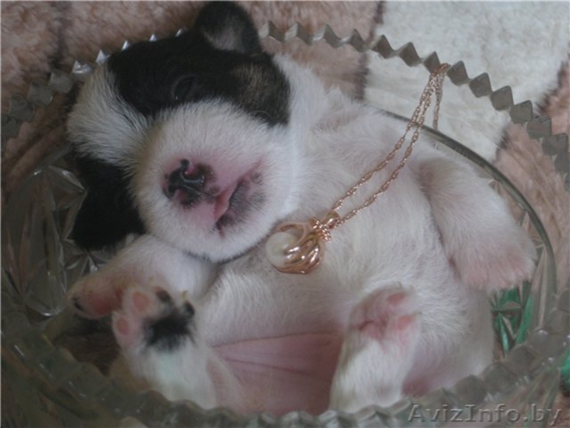 Щенки джек рассел терьера - Изображение #2, Объявление #24347