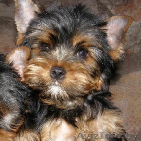Щенки йоркширского терьера - Изображение #2, Объявление #22012