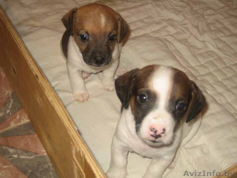 Джек Рассел терьер щенки - Изображение #1, Объявление #20720