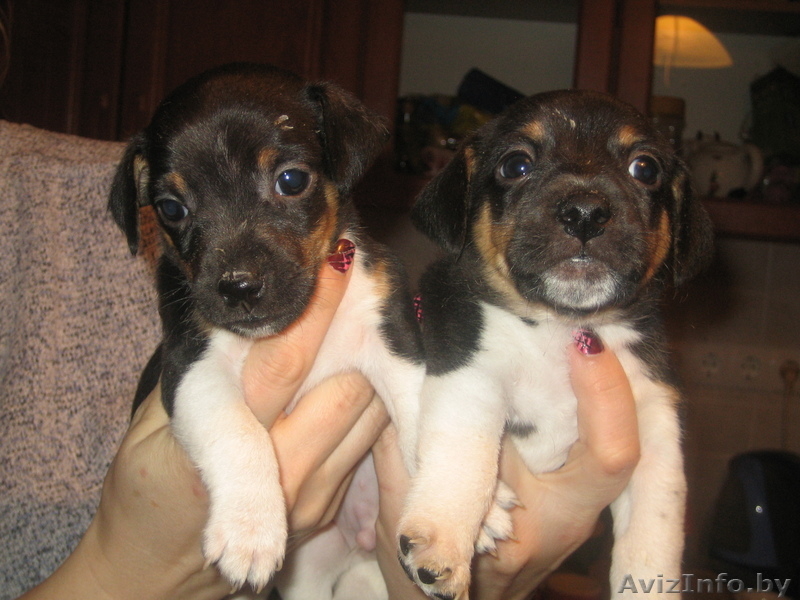 Джек Рассел терьер щенки - Изображение #2, Объявление #20720