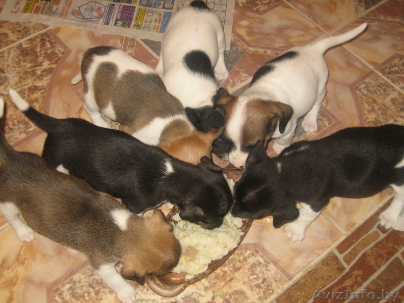 Джек Рассел терьер щенки - Изображение #3, Объявление #20720