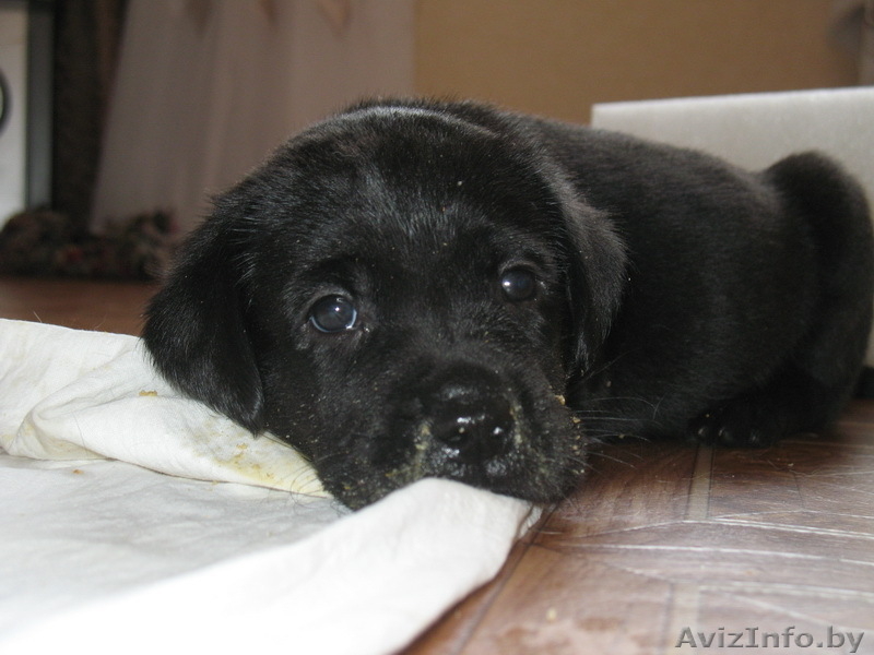 Щенки лабрадора.С хорошей родословной.Недорого.Звоните. - Изображение #1, Объявление #19248
