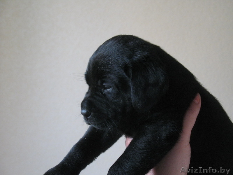 Щенки лабрадора.С хорошей родословной.Недорого.Звоните. - Изображение #2, Объявление #19248
