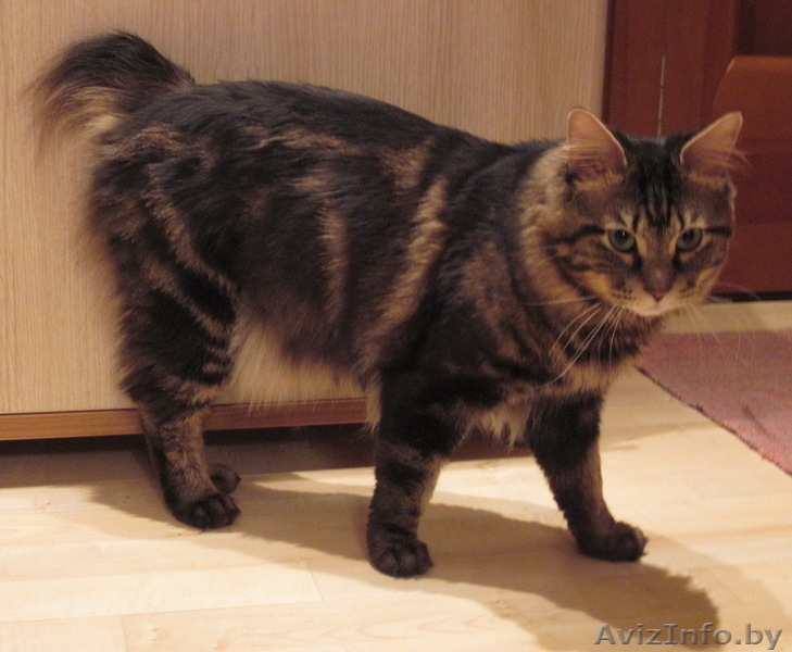 Вязка - Курильский бобтейл Индра Махендра приглашает на вязку - Изображение #1, Объявление #22447