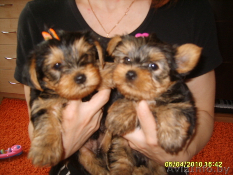 йоркширский терьер-щенки - Изображение #2, Объявление #21307