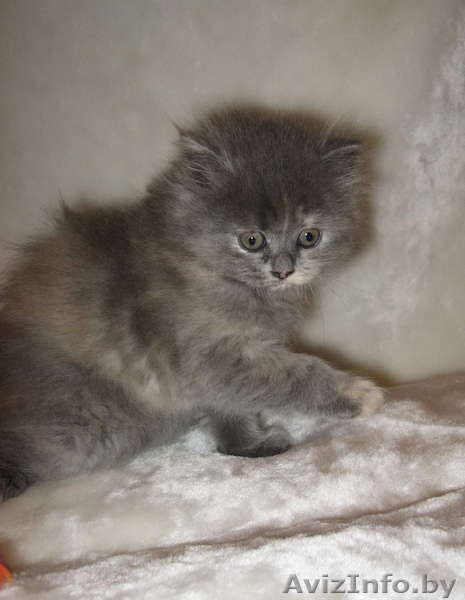 Британская кошечка продается - Изображение #2, Объявление #17494