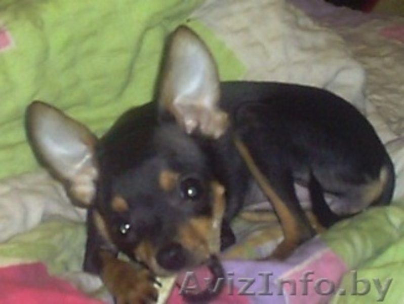 Щенок Той терьера - Изображение #2, Объявление #24075