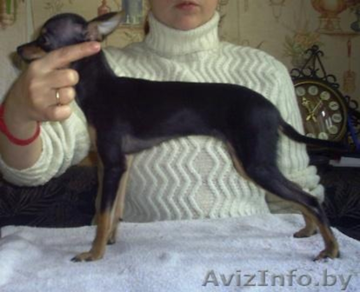 Щенок Той терьера - Изображение #1, Объявление #24075