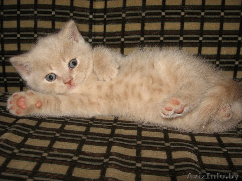 Британский короткошерсный котёнок - Изображение #2, Объявление #27021
