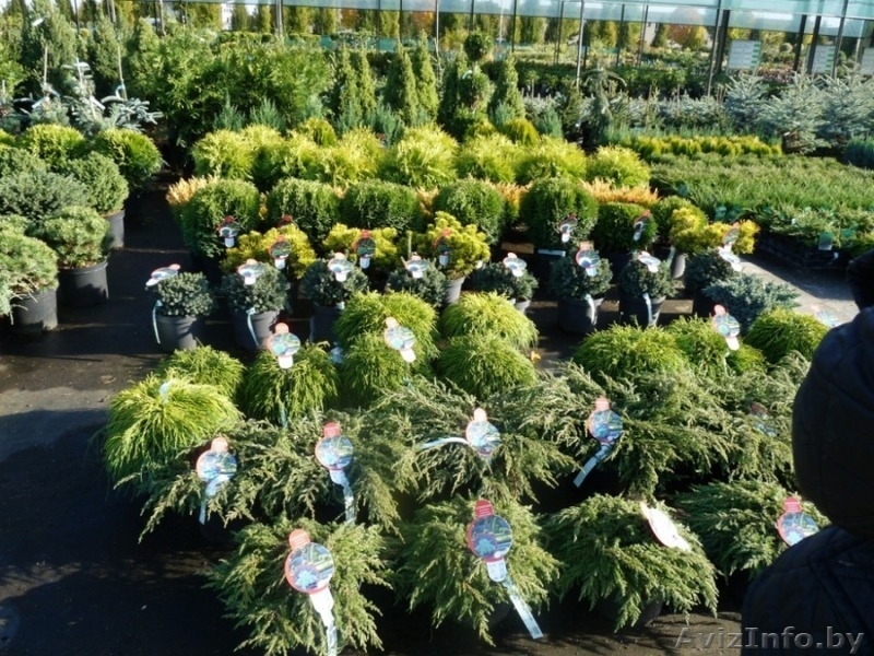 Ландшафтные растения из Европы. Доставка. Низкие цены. - Изображение #2, Объявление #27397