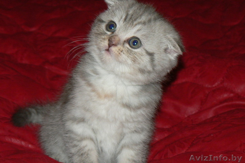 Шотландские вислоухие котята с родословной (можно без родословной), привиты - Изображение #2, Объявление #23639