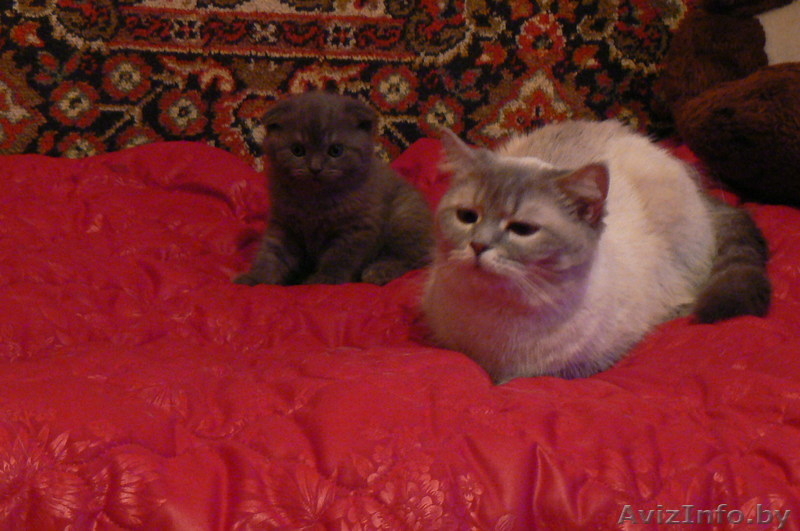 Шотландские вислоухие котята с родословной (можно без родословной), привиты - Изображение #3, Объявление #23639