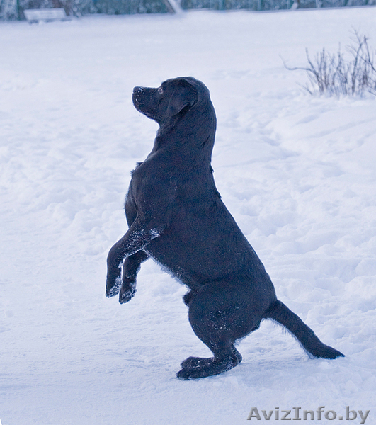 Щенки лабрадора черного окраса. - Изображение #2, Объявление #27450