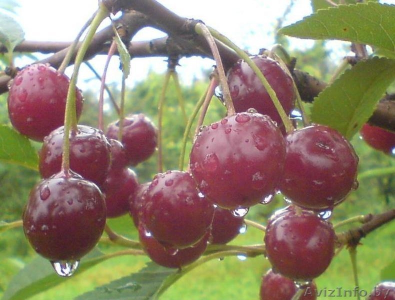 Саженцы яблонь, груш, черешен, вишен, слив, смородины и крыжовника - Изображение #3, Объявление #19481