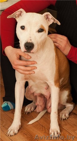 Мила -молоденькая девочка американского стаффордширского терьера в дар - Изображение #2, Объявление #27741