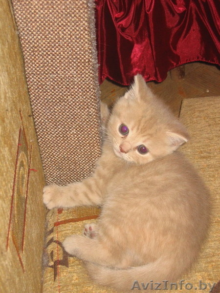 Замечательный британский котенок - Изображение #4, Объявление #30296