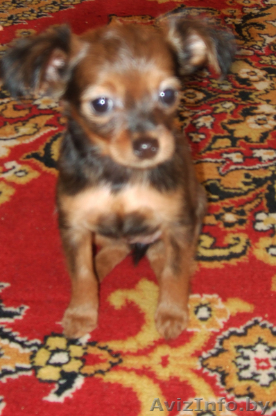 щенки той-терьера длинношерстные - Изображение #4, Объявление #32479