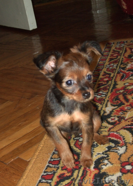 щенки той-терьера длинношерстные - Изображение #5, Объявление #32479