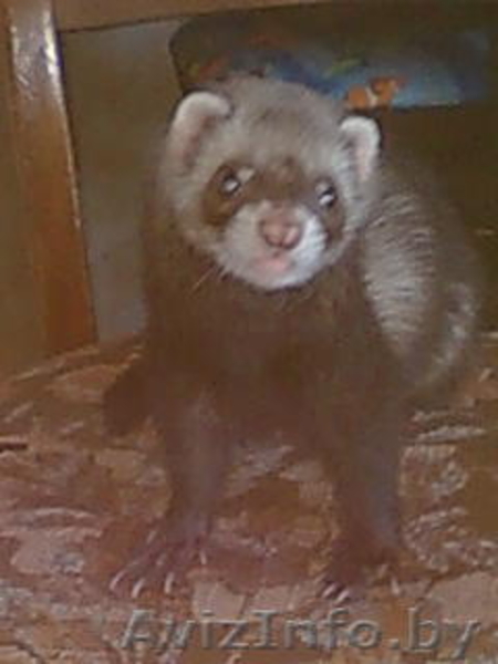 малышка ищет новый дом - Изображение #1, Объявление #29270