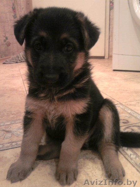щенок немецкой овчарки (26.04.10) с отличной родословной - Изображение #4, Объявление #29565