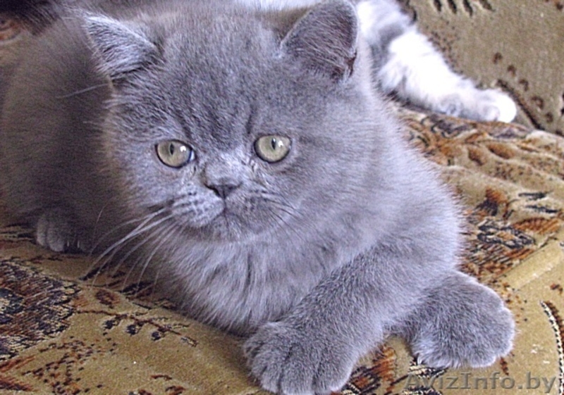 Экзотические короткошерстные котята - Изображение #4, Объявление #34974