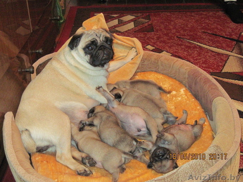 щенков породы мопс - Изображение #3, Объявление #34302