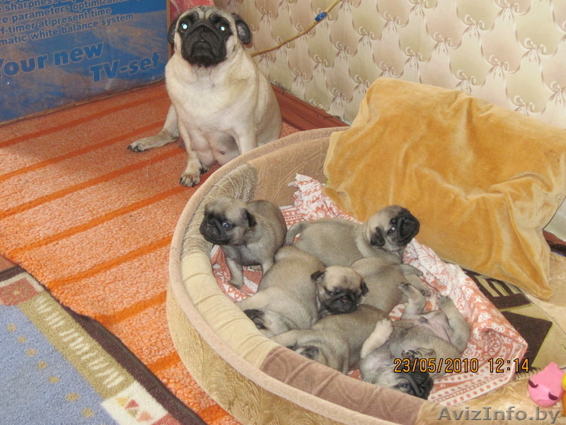 щенков породы мопс - Изображение #1, Объявление #34302