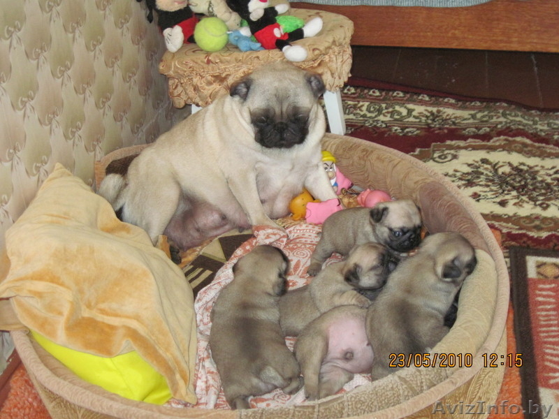 щенков породы мопс - Изображение #2, Объявление #34302