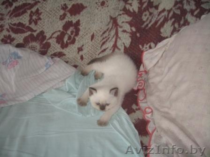 Британские короткошерстные котята от титулованных родителей - Изображение #2, Объявление #34397