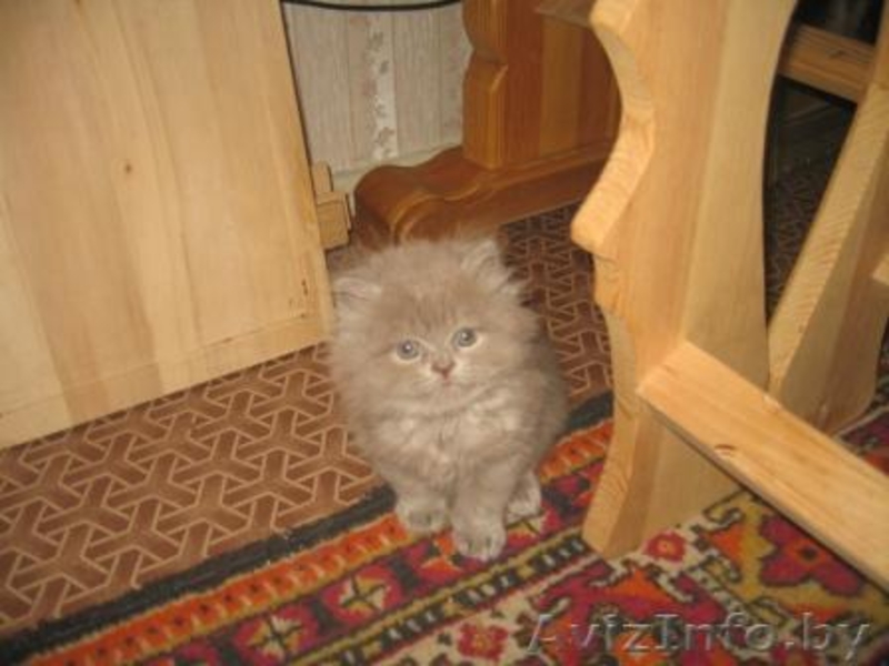 Британские короткошерстные котята от титулованных родителей - Изображение #5, Объявление #34397