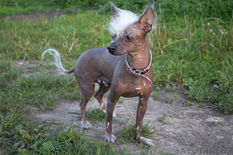 Кобель китайской хохлатой собаки ищет подругу для вязки - Изображение #1, Объявление #30346