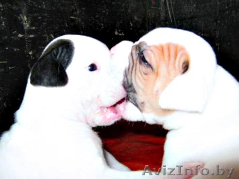 Щенки американского бульдога - Изображение #2, Объявление #34253