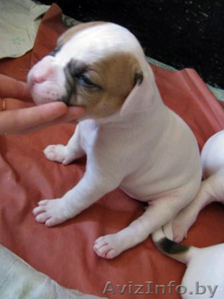 Щенки американского бульдога - Изображение #3, Объявление #34253
