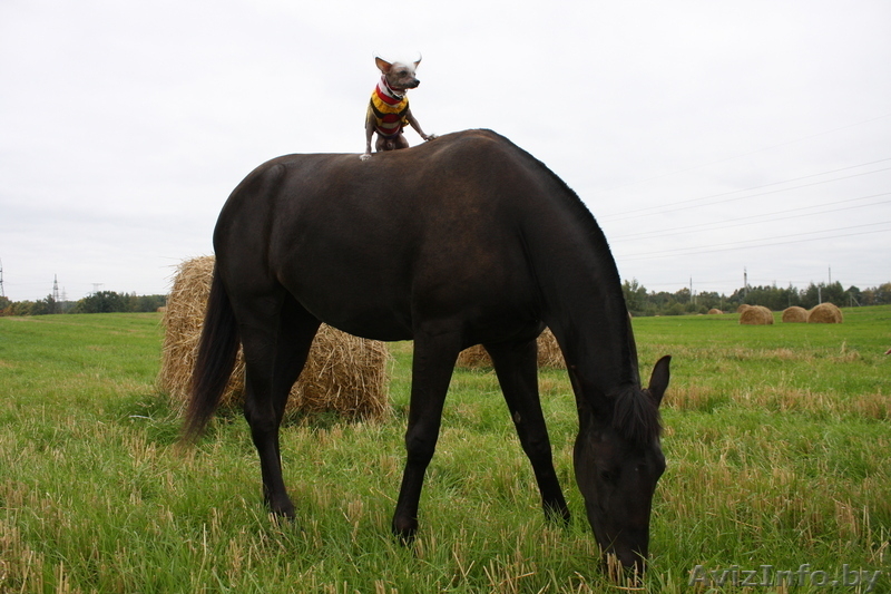 Кобель китайской хохлатой собаки ищет подругу для вязки - Изображение #2, Объявление #30346