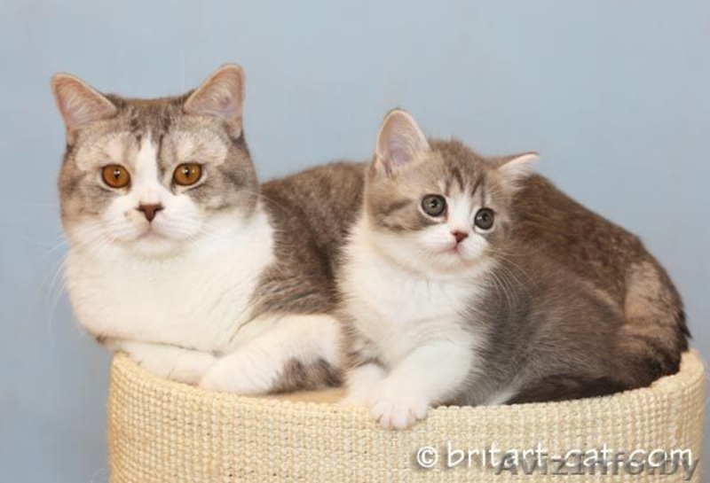 Британские котята редких окрасов от родителей международных чемпионов - Изображение #3, Объявление #28943