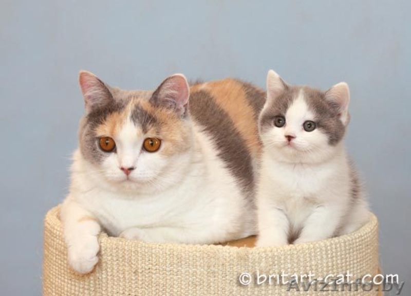 Британские котята редких окрасов от родителей международных чемпионов - Изображение #2, Объявление #28943