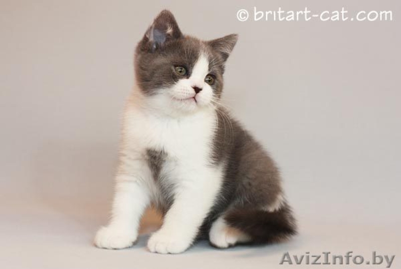 Британские котята редких окрасов от родителей международных чемпионов - Изображение #1, Объявление #28943