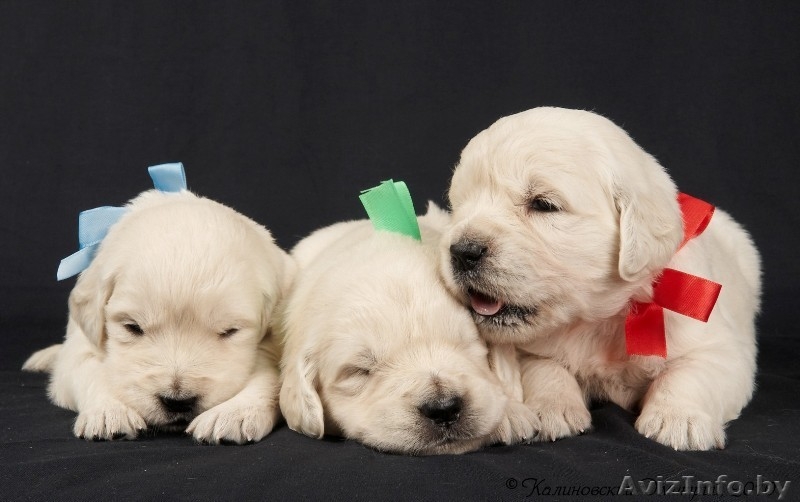 Золотистого ретривера щенки - Изображение #2, Объявление #36619