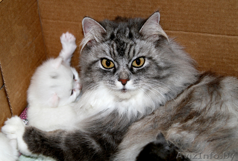 Котят к добрым людям - Изображение #1, Объявление #30772