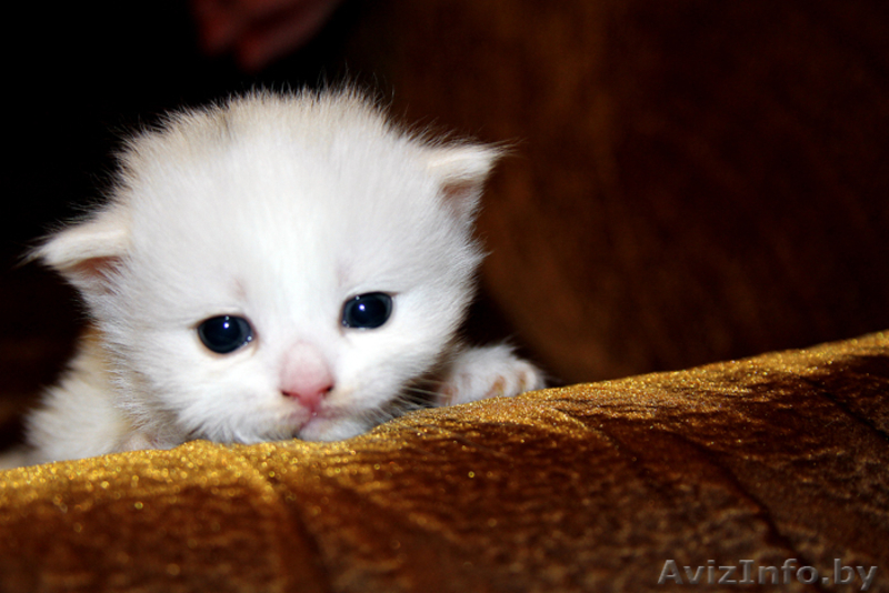 Котят к добрым людям - Изображение #2, Объявление #30772