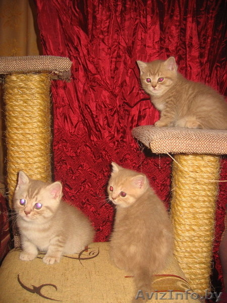 Замечательный британский котенок - Изображение #3, Объявление #30296