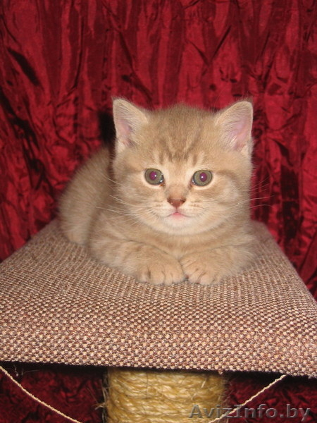 Замечательный британский котенок - Изображение #2, Объявление #30296
