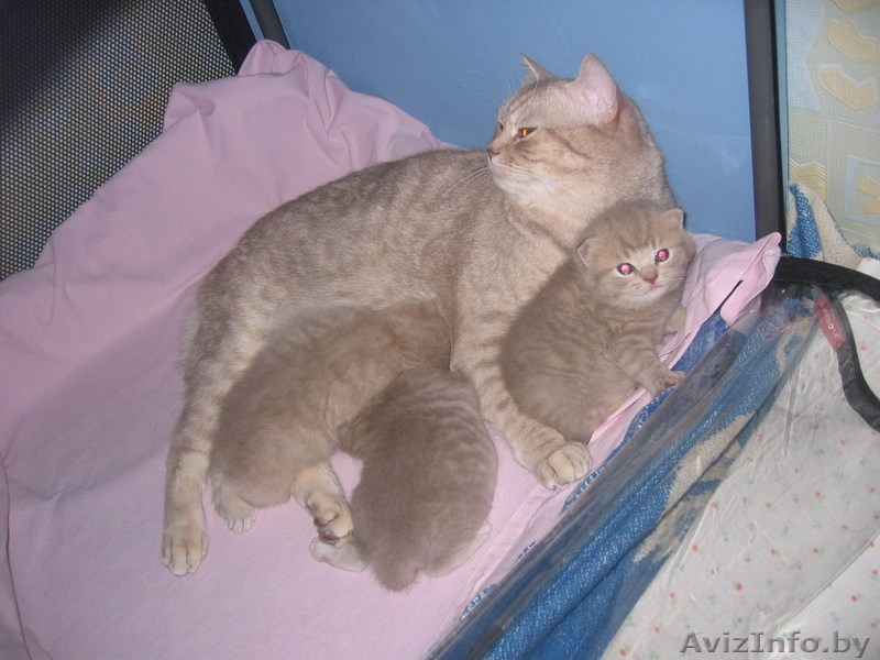 Очаровательные котята британской породы - Изображение #1, Объявление #29373