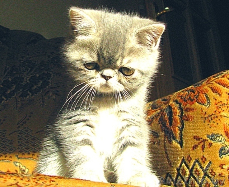 Экзотические короткошерстные котята - Изображение #3, Объявление #34974