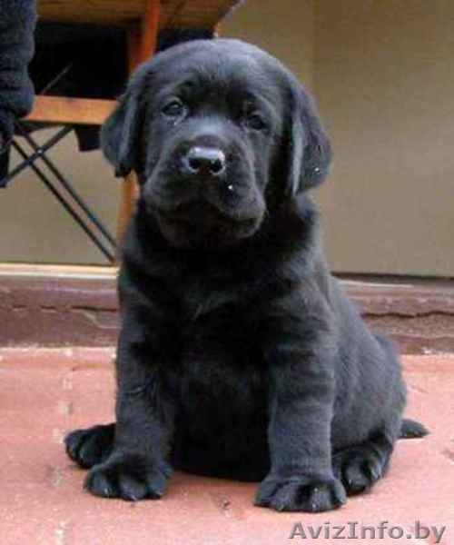 Лабрадора ретривера щенки от импортированных производителей. - Изображение #3, Объявление #27743