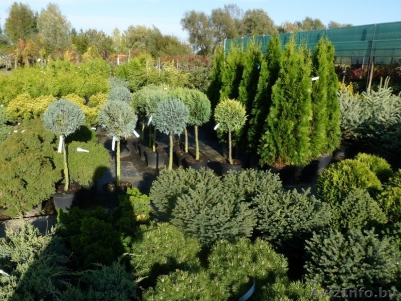 Растения для ландшафтного дизайна из европейских питомников - Изображение #3, Объявление #32306