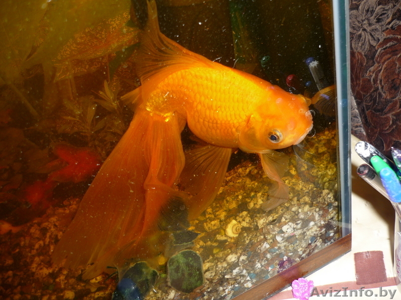 Продается золотая рыбка - Изображение #3, Объявление #36570